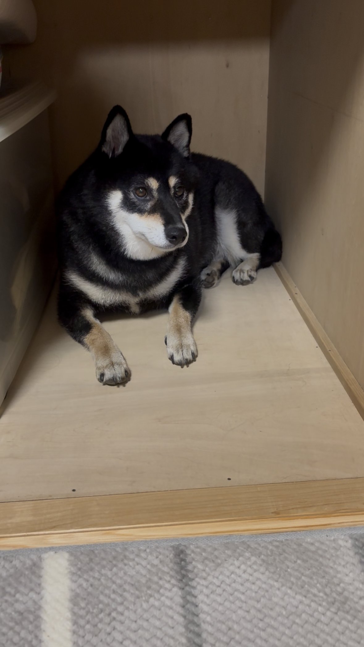 じいじの家の避難場所で伏せて落ち着いた黒柴まめ