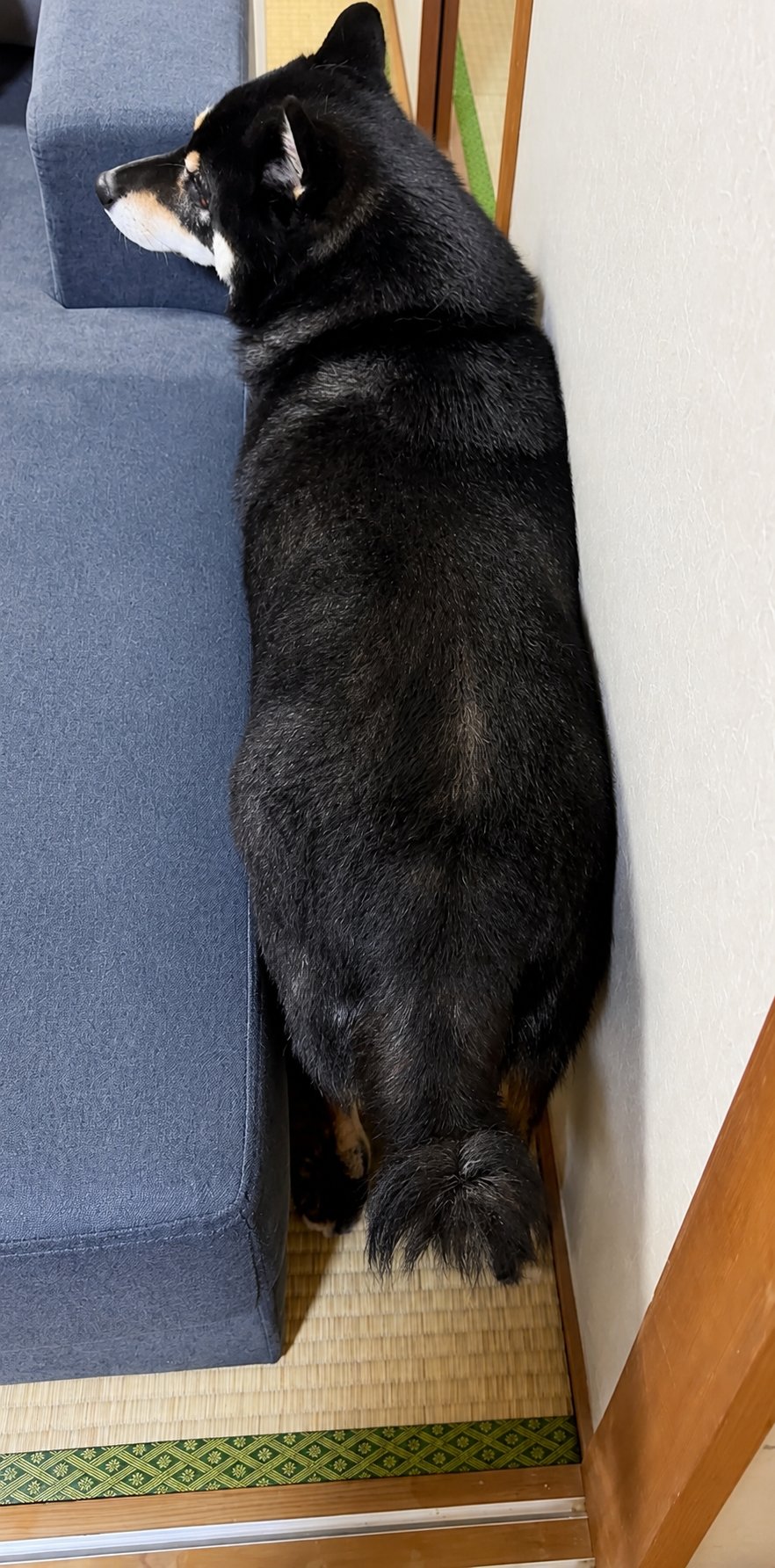 ソファと壁のすきまに体を押し込む黒柴まめ