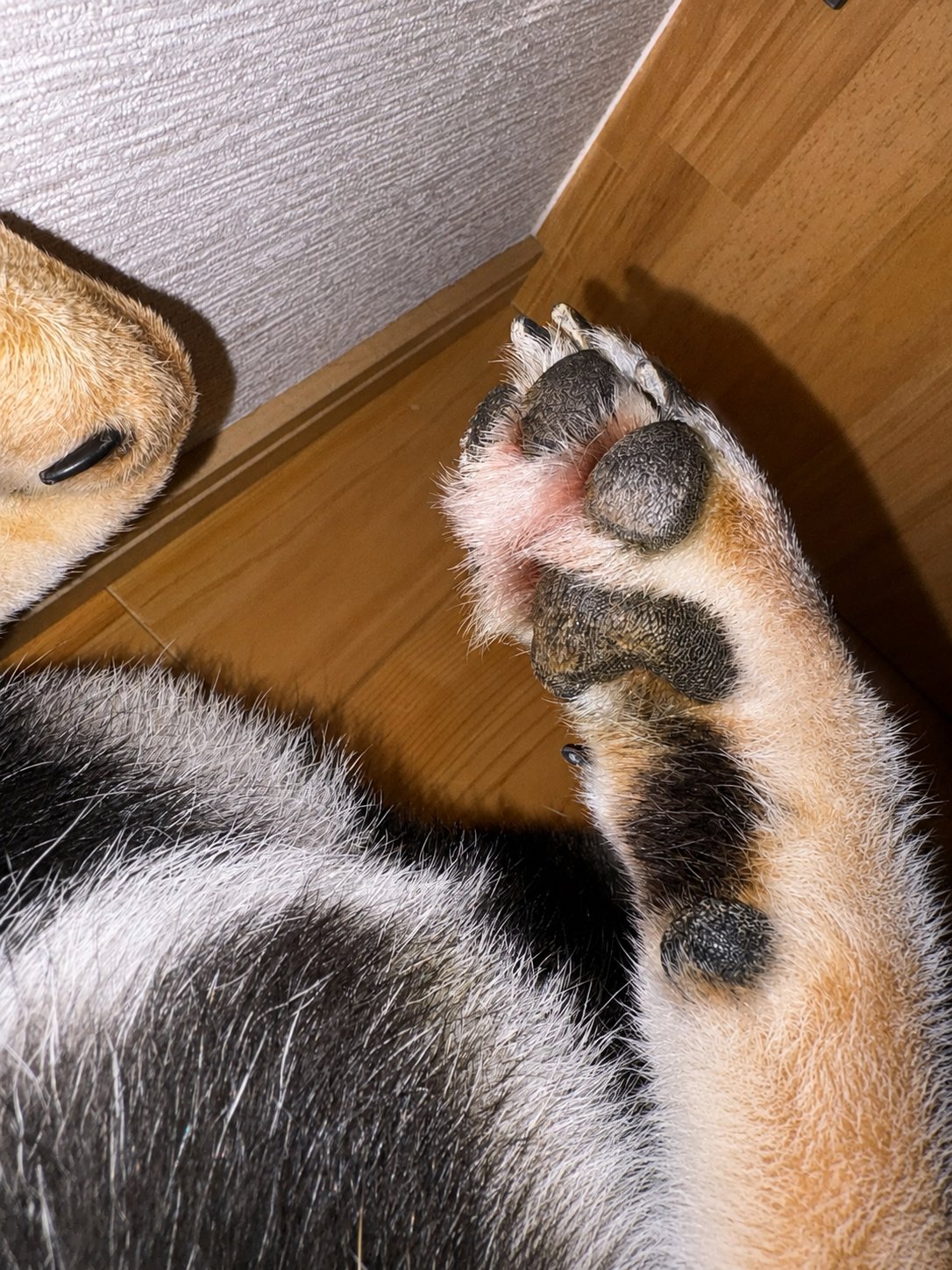 ウェットシートでの足拭きをやめて1ヶ月経った黒柴まめの前足の肉球