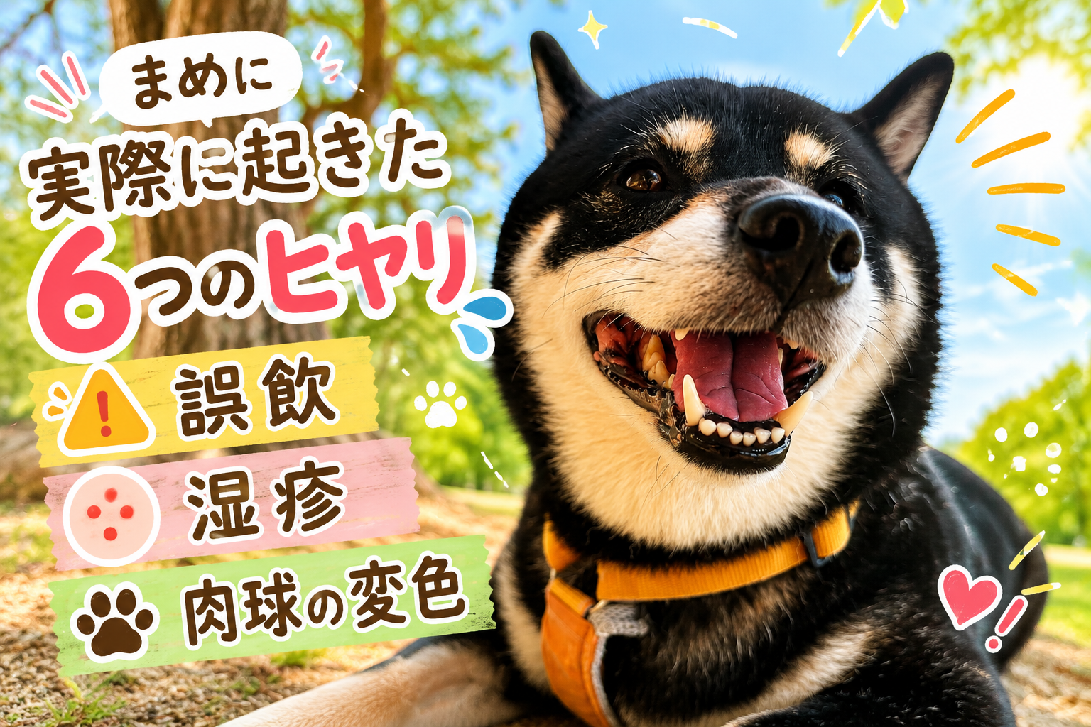 黒柴まめ