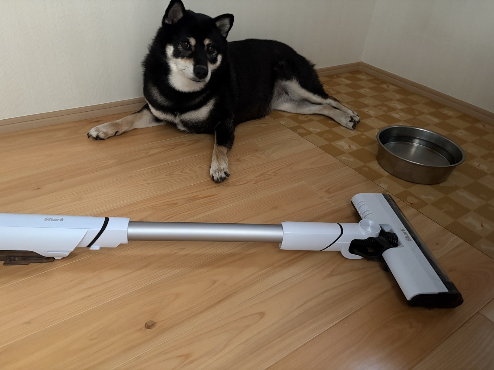 白いShark掃除機のそばでくつろぐ黒柴まめ