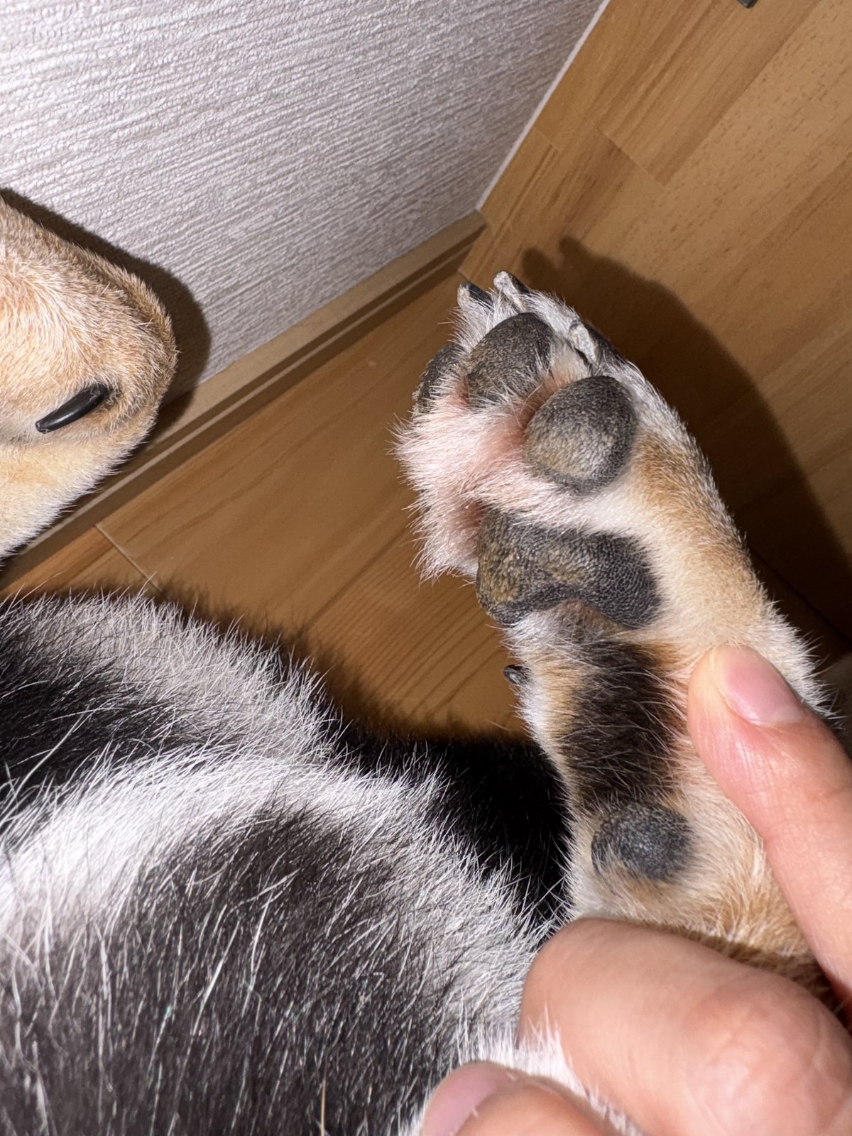 黒柴まめの前足の肉球。パッドのまわりが赤みを帯びている