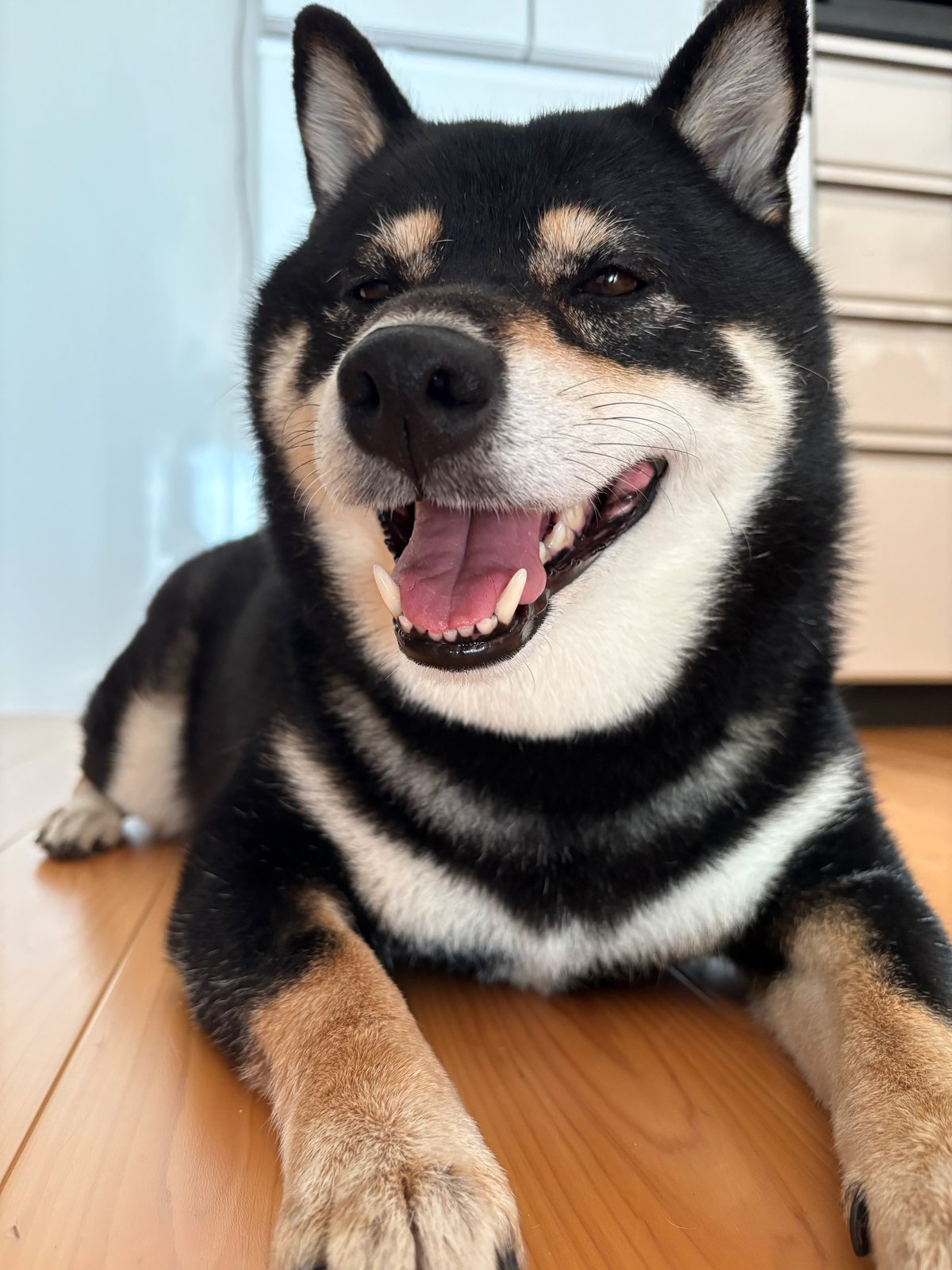 笑顔で伏せている黒柴まめ(6歳)