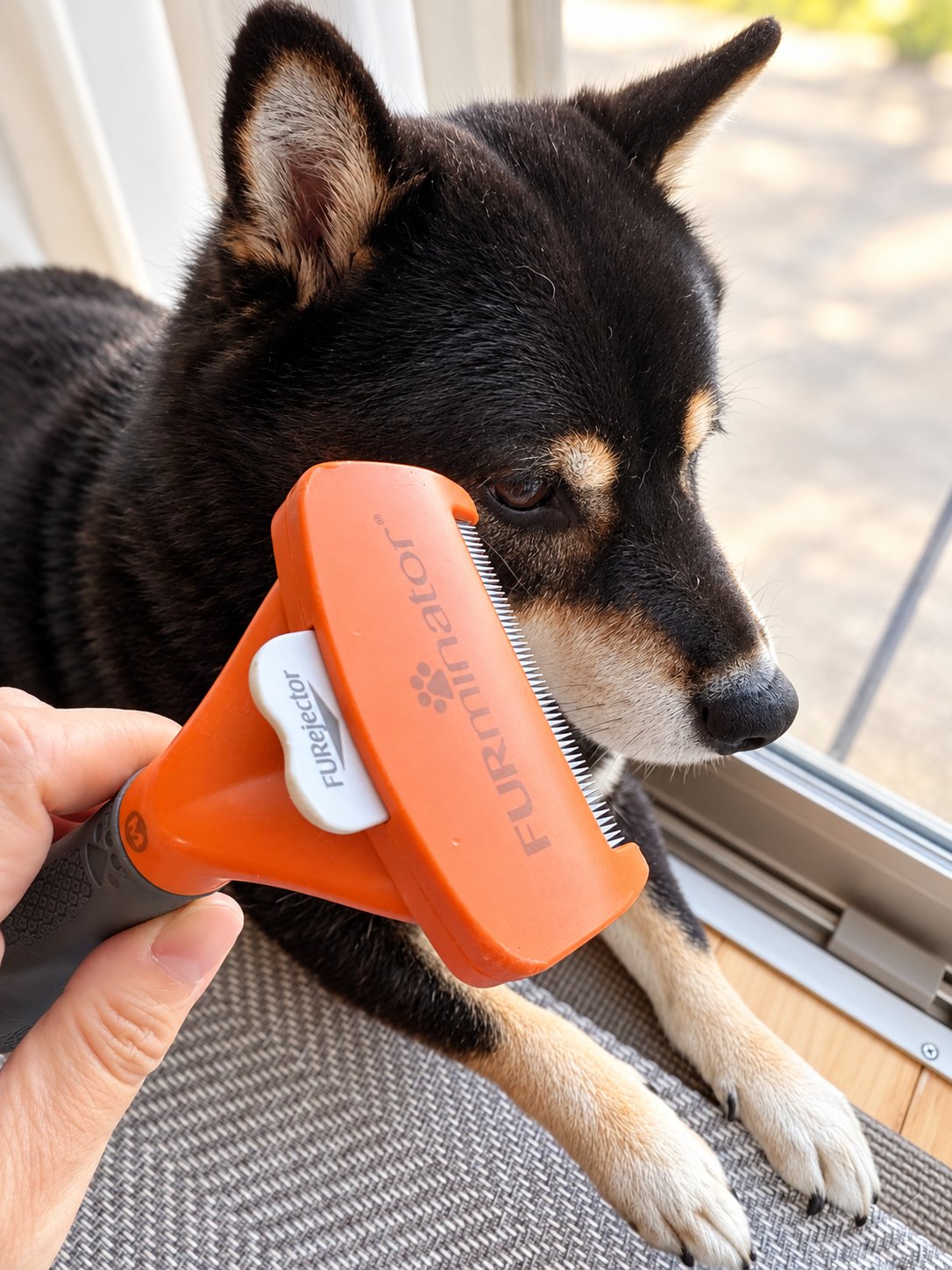 柴犬の換毛期対策に使っているファーミネーター 中型犬用と黒柴まめ